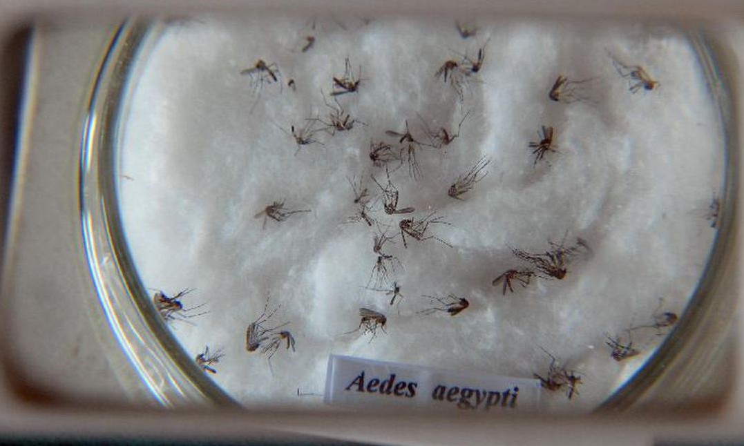 Vacina contra Chikungunya já passa por testes em seres humanos