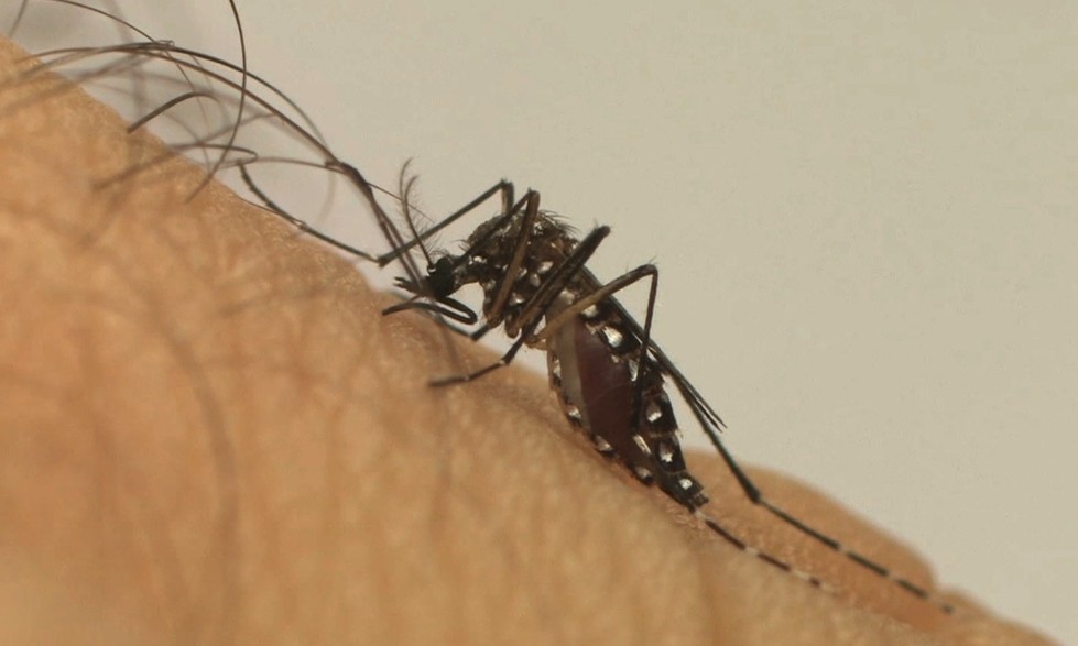 Com mais de 7,2 mil casos e uma morte, Prefeitura fecha o cerco contra a dengue