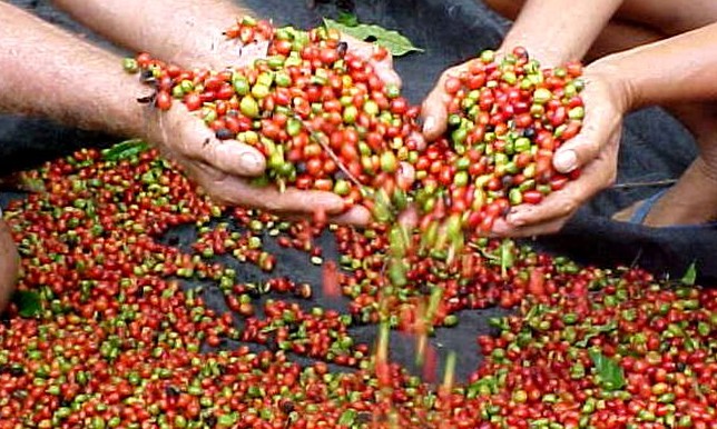 Cocapec e Fundação Pró Café inscrevem para capacitação em cafeicultura