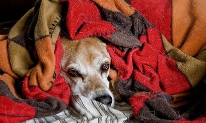 OAB Franca lança campanha para ajudar animais em situação de abandono