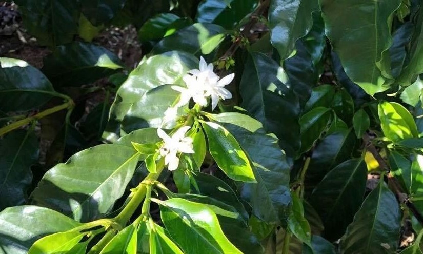 Floradas fora de época geram preocupação em lavouras do Sul de Minas
