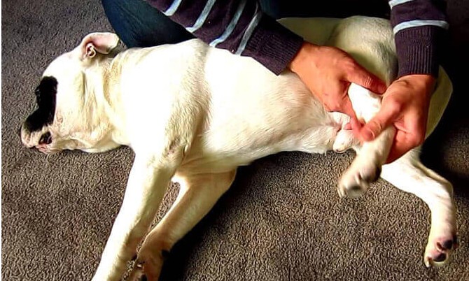 Cães idosos e acima do peso são mais propensos a desenvolver a osteoartrite