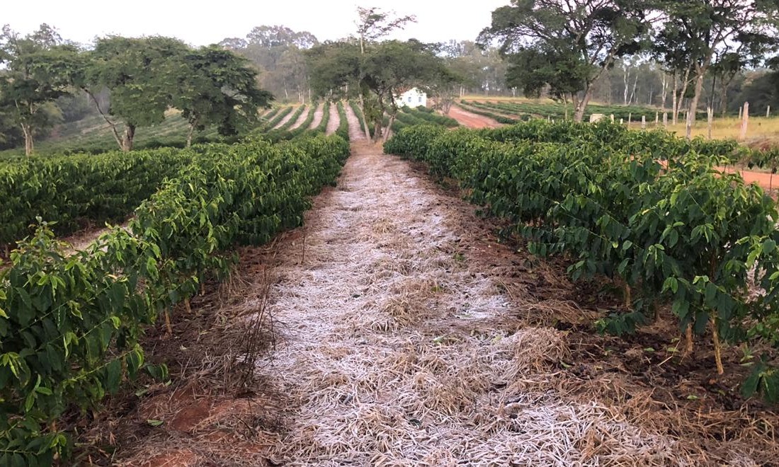 Geadas podem prejudicar a produção da próxima safra de café brasileiro