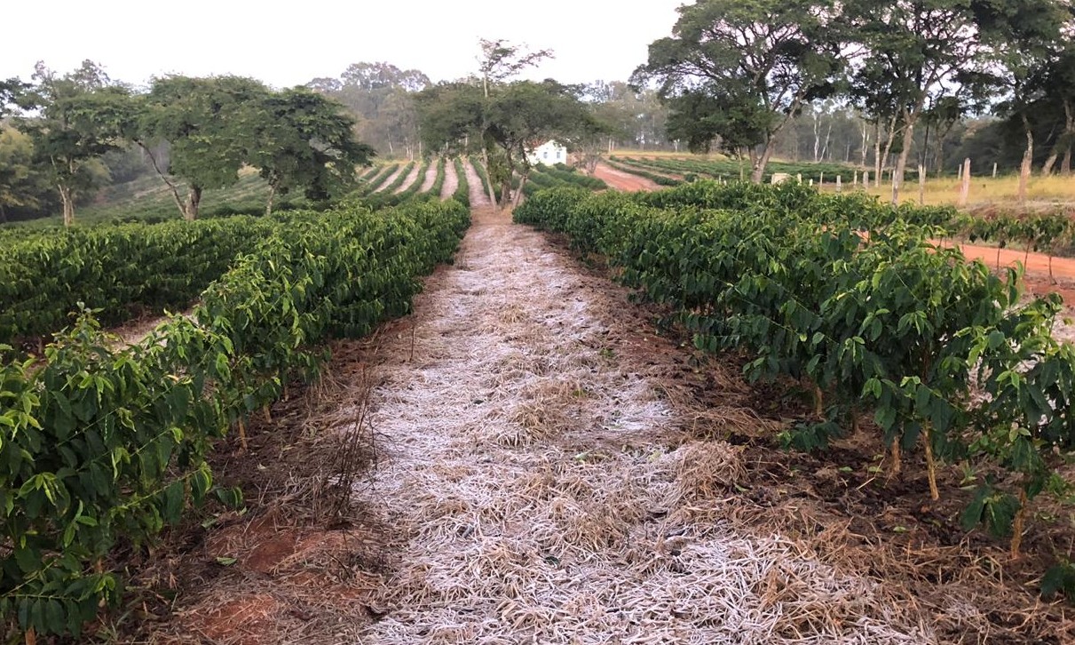 Técnicos dizem que áreas baixas e mato facilitam geada em cafezais