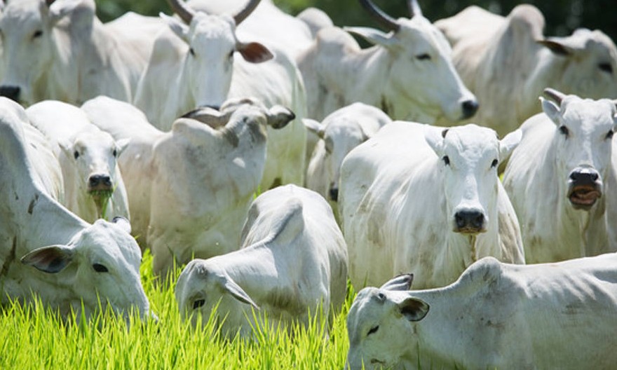 Unesp ajuda a criar selo que certifica bem-estar animal durante a produção