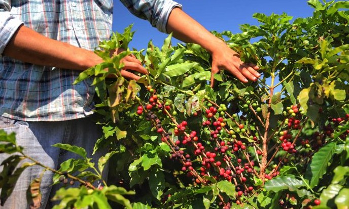 Curso de Capacitação em Cafeicultura tem inscrições prorrogadas em Franca