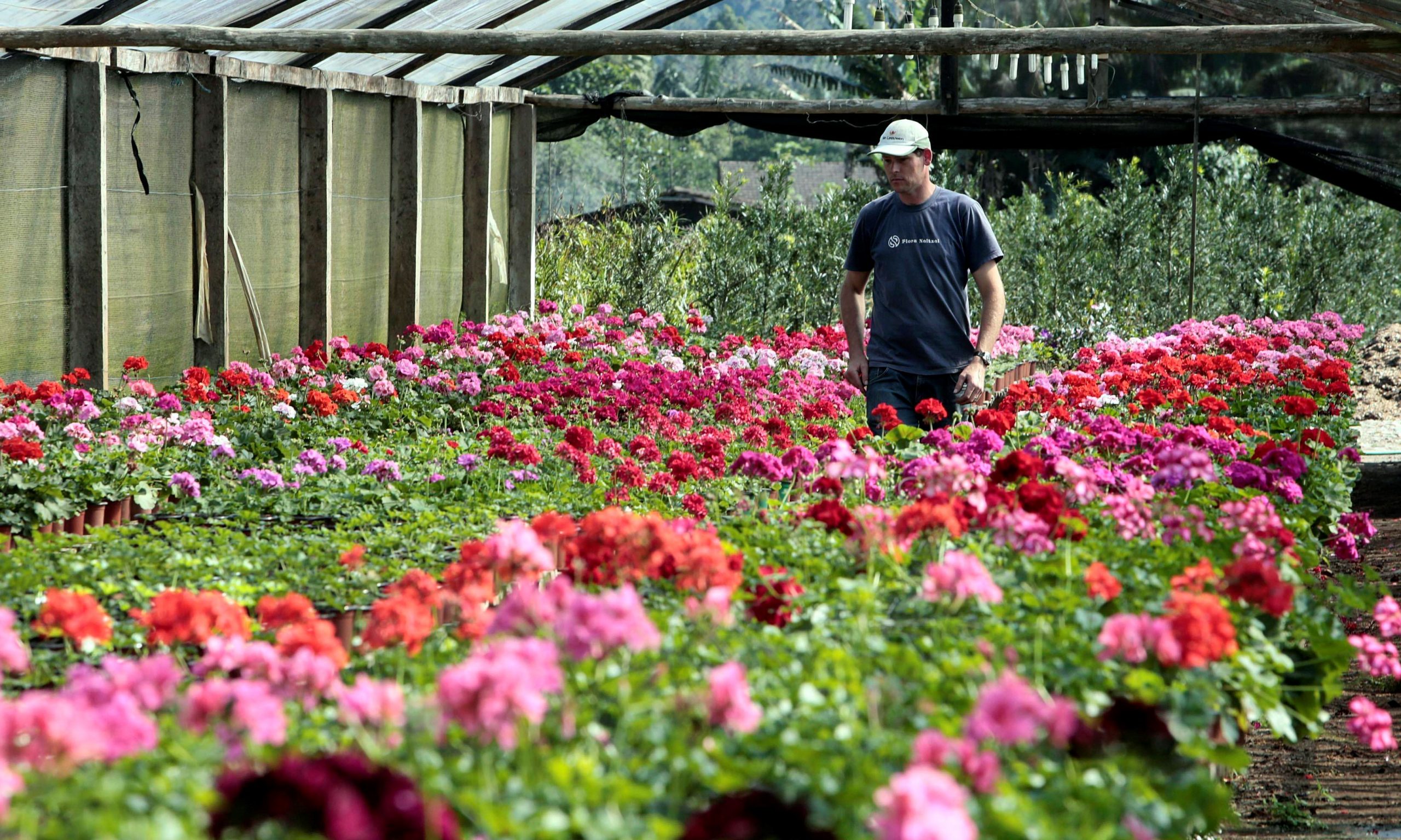 Estado de SP é o maior produtor e exportador de flores do Brasil