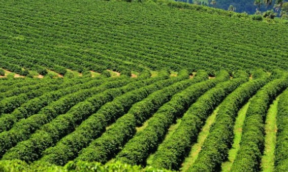 Safra 2020 de café arábica deve ser prejudicada por clima e falta de tratos