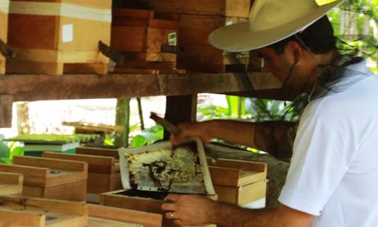 II Workshop de Abelhas Sem Ferrão em Sales de Oliveira está com inscrições abertas