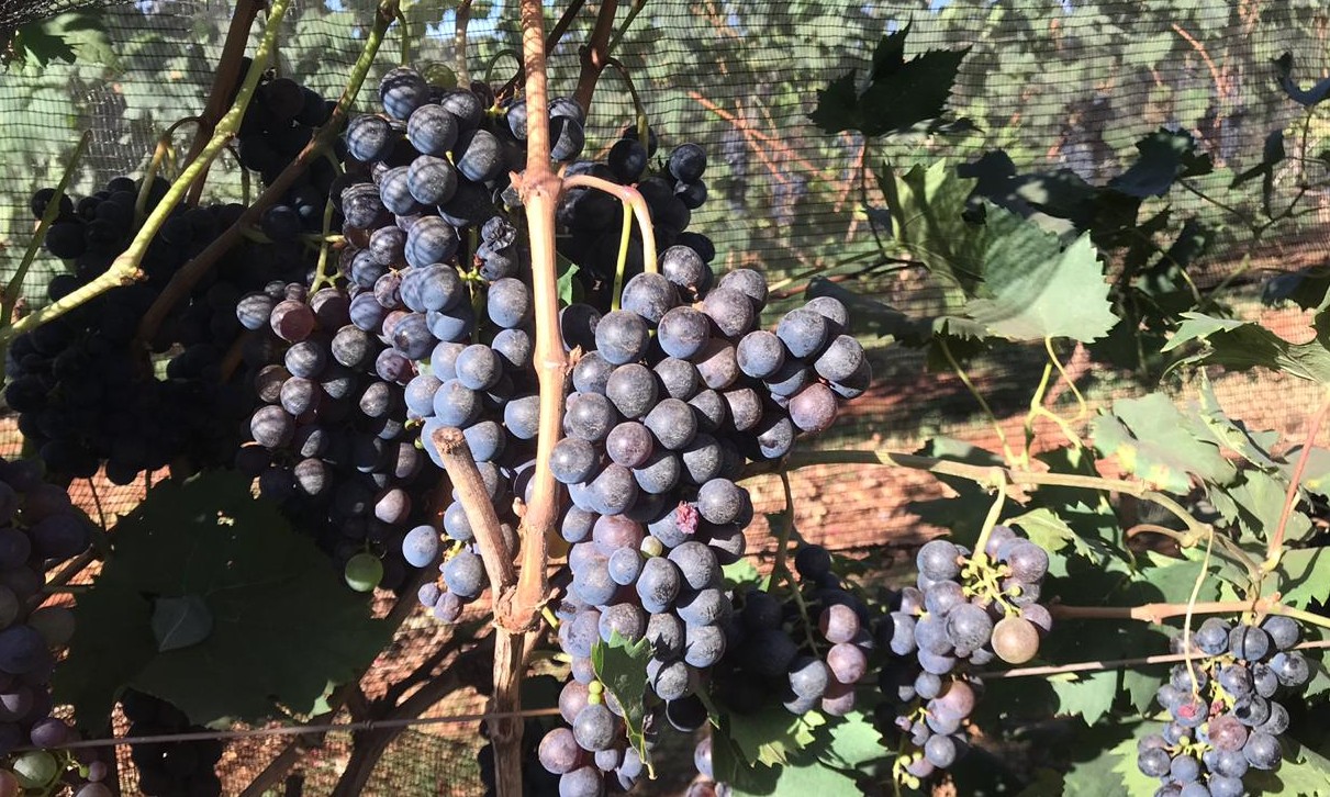 Vinícola de Ituverava realiza Festa da Vindima “Colheita das Uvas” neste sábado, 03