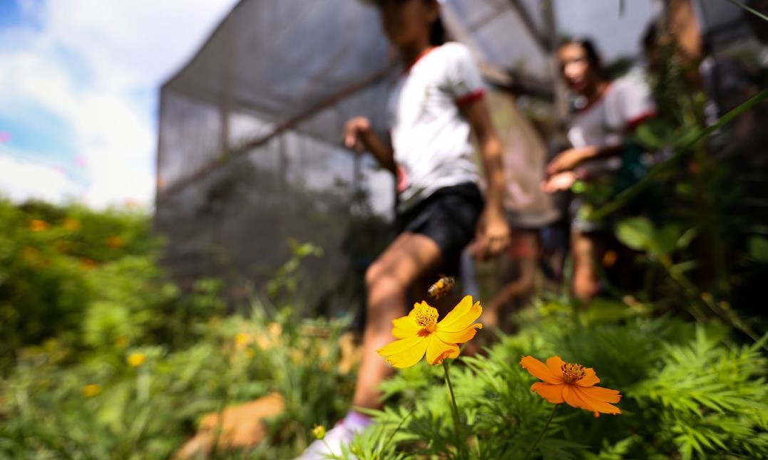 Geração atual tem pouco contato com a natureza, alertam especialistas