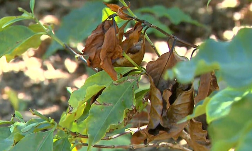 Produtores começam a calcular prejuízos após geada em cafezais