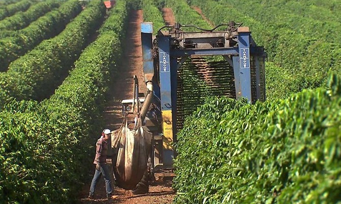 Preço do café sobe 11%, mas produtor ainda trabalha com margem negativa