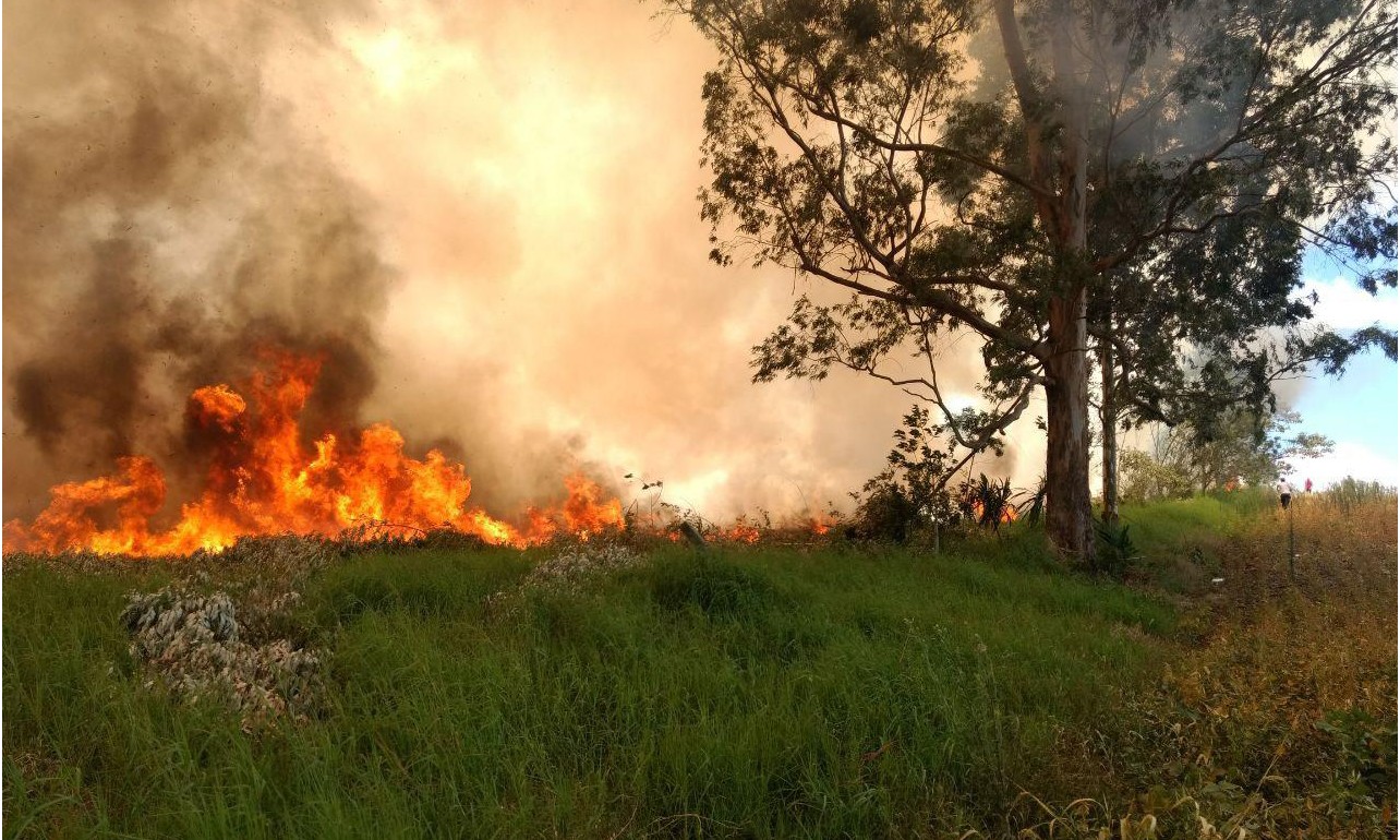Conheça dicas para evitar os incêndios em plantações no inverno