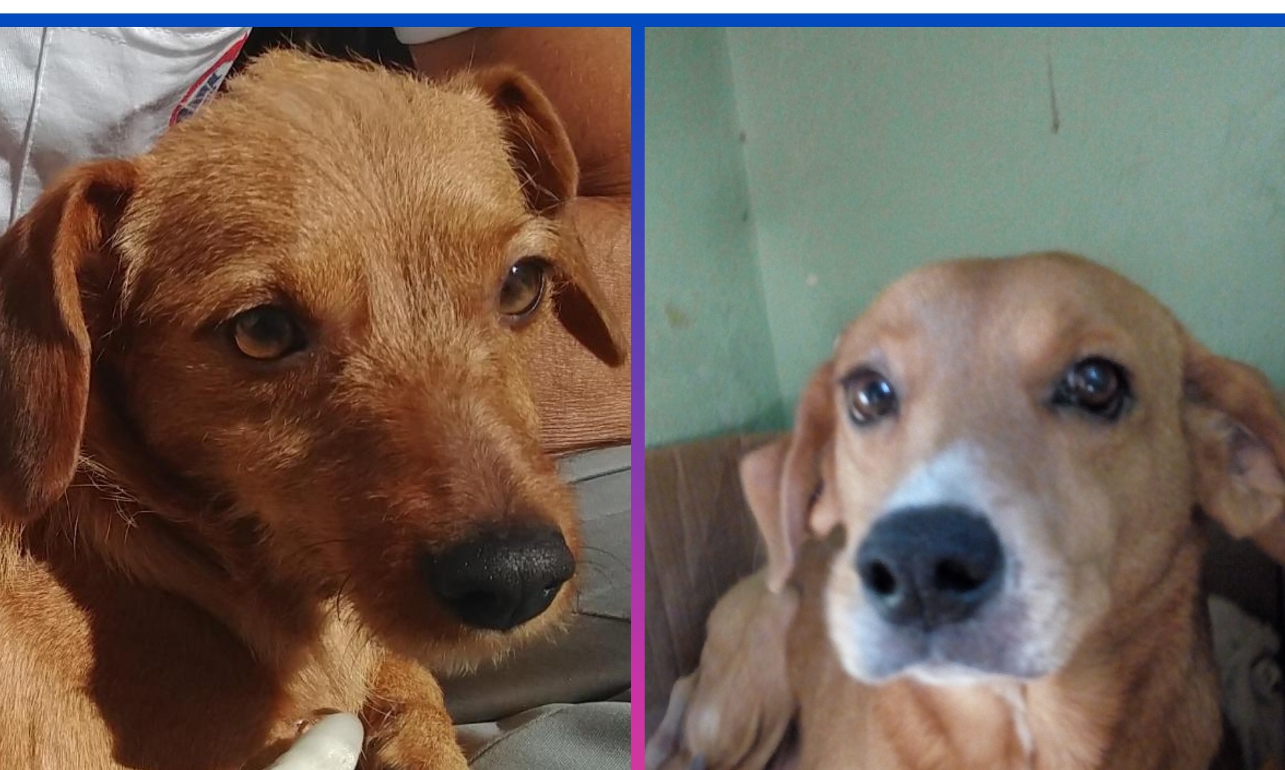 Acontece neste sábado, 27, Bazar Solidário em prol das cachorrinhas Jhuly e Mel