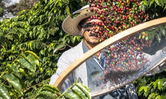 Mercosul e UE: Café da Alta Mogiana é protegido contra pirataria em acordo