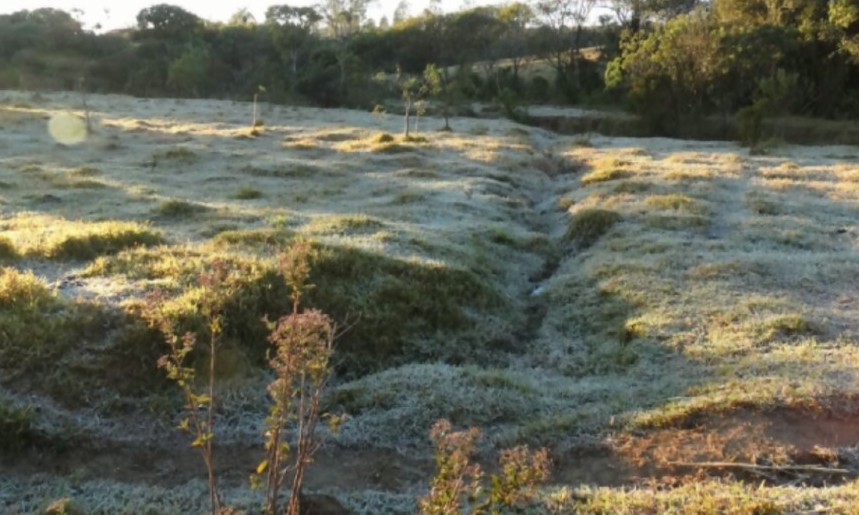 Produtores de café temem prejuízos na lavoura com a chegada do frio em Franca