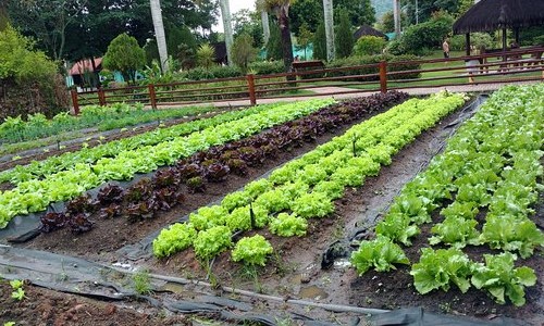 Orgânicos: SENAR/SP já capacitou mais de 25 mil produtores em 15 anos