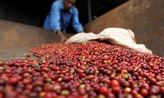 Colheita 2019 de café está basicamente encerrada no Brasil, diz Safras & Mercado