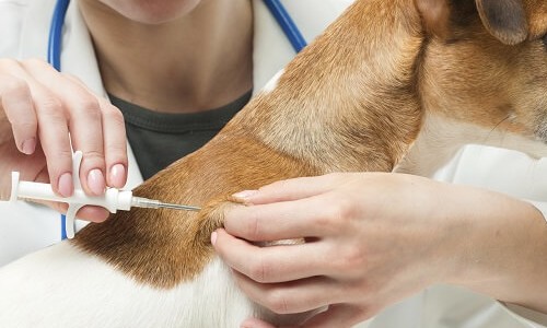Câmara vota nesta terça, 27, microchipagem de animais apreendidos