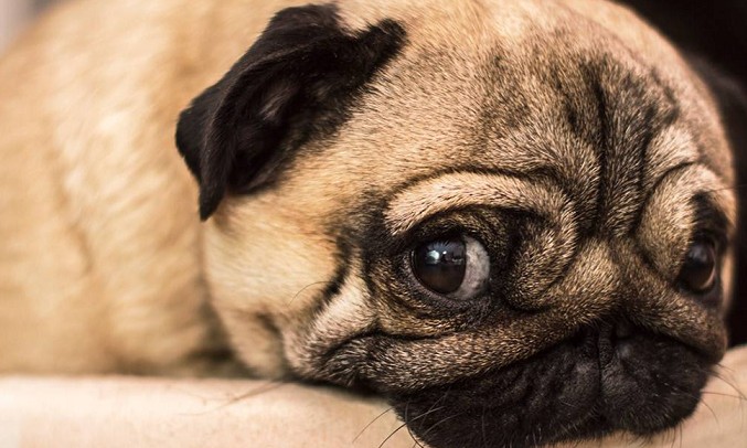 Osteoartrite costuma promover desgaste das cartilagens e ossos dos cães