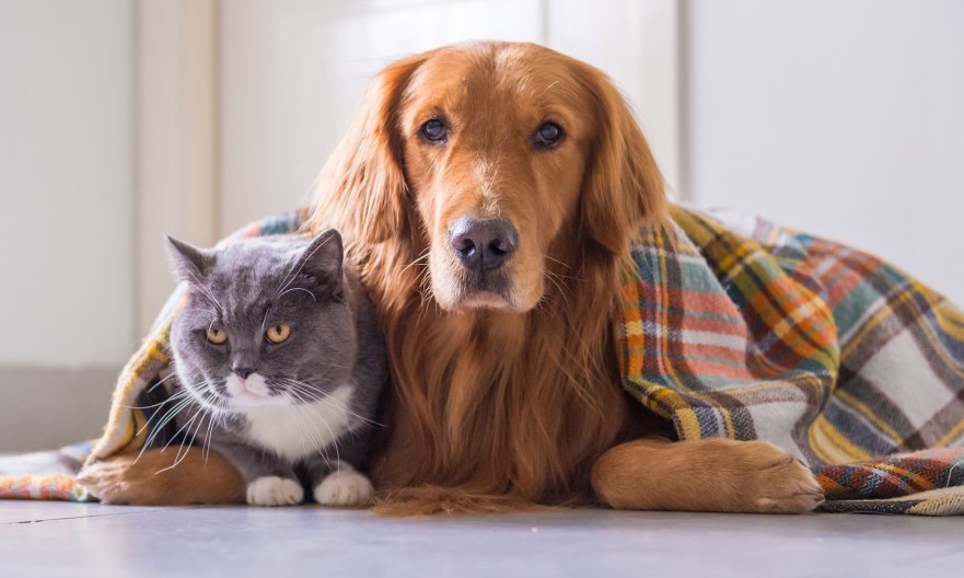 Saiba como manter a saúde e a rotina dos pets de estimação no frio