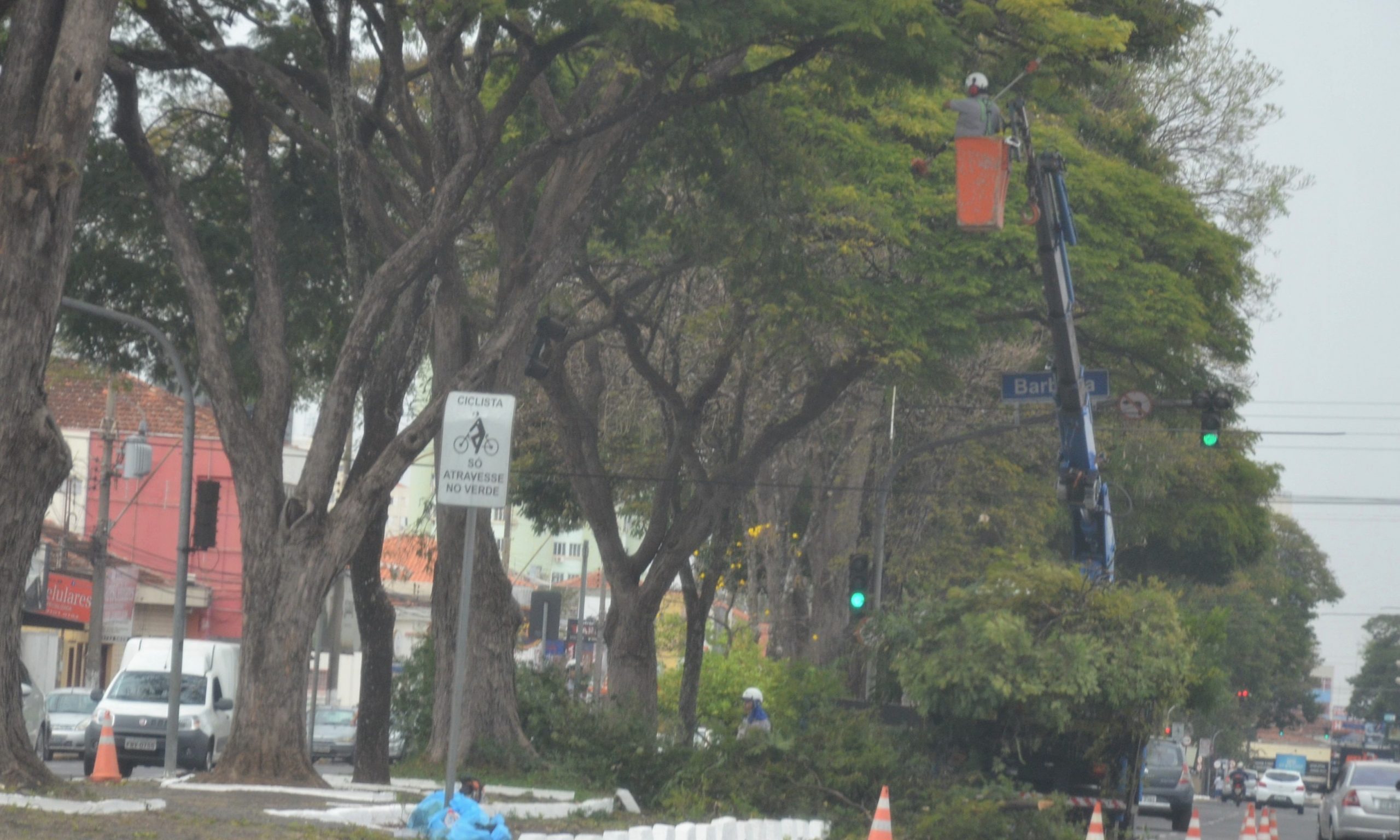 Serviços em árvores da av. Presidente Vargas serão concluídos nesta 6ª, 23