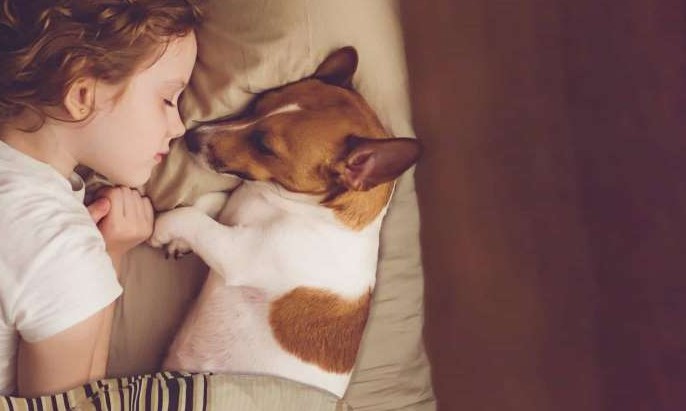 Dormir na mesma cama com o cão pode fazer mal à saúde? Saiba mais