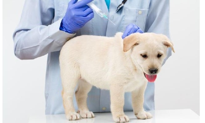 Animais de pequeno porte são maioria nas clínicas veterinárias do país