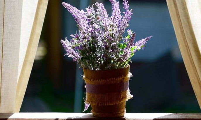 Cinco plantas que vão fazer você se sentir mais feliz dentro de casa