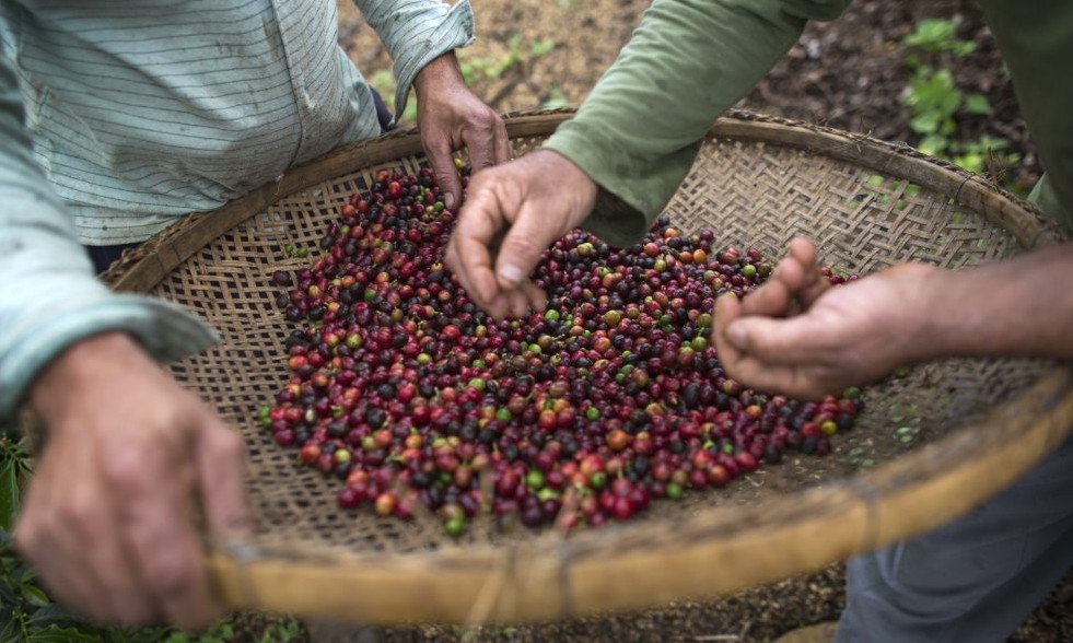 3° feira da Alta Mogiana da cafeicultura de qualidade ocorrerá em Franca