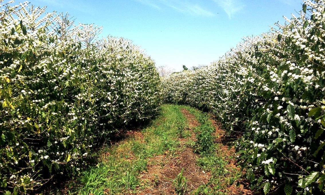 Receio de que clima seco prejudique florada faz preço do café subir