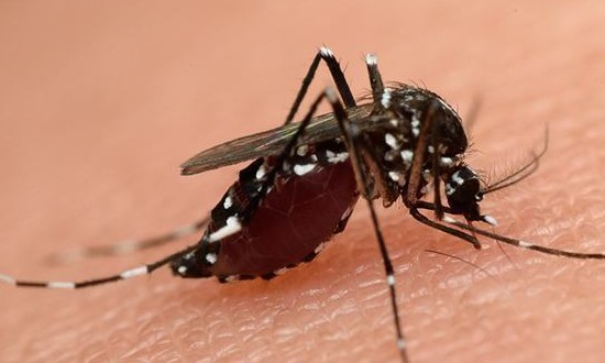 Em um ano, incidência de dengue em todo o país teve um aumento de 600%