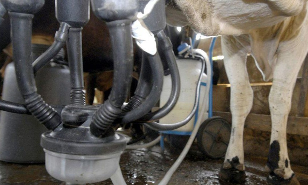 Produção de leite sobe e a de ovos bate recorde, revela pesquisa do IBGE