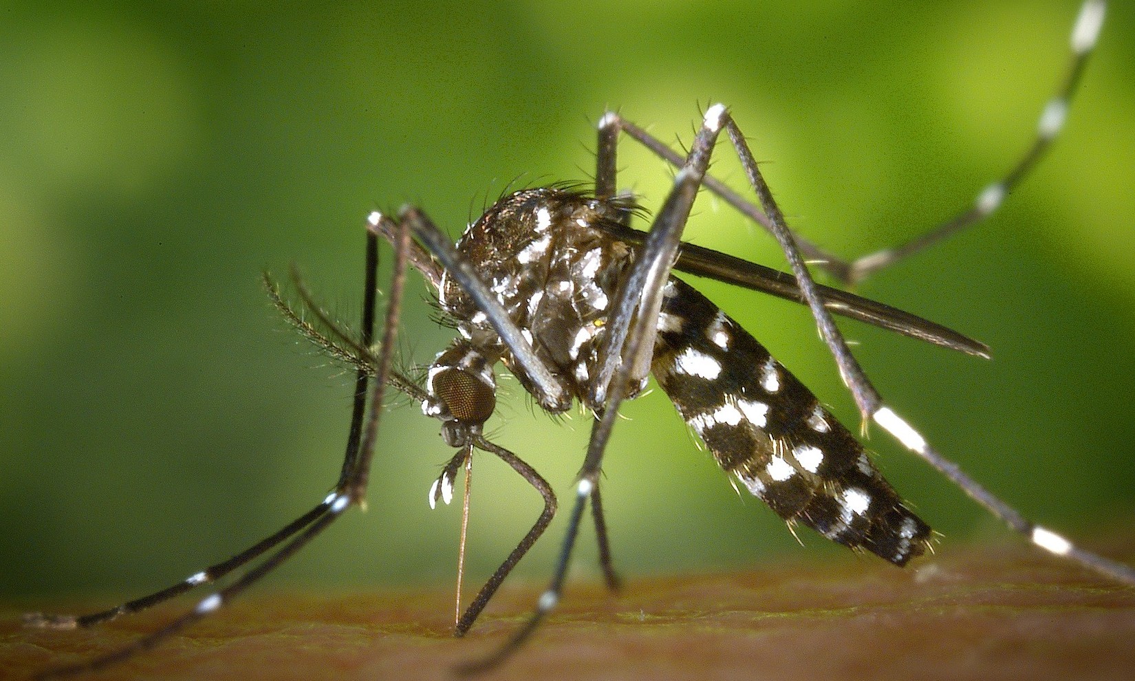 Pesquisa: vírus Zika traz prejuízos motores e de memória a adultos