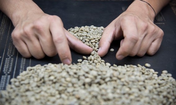 Exportações de café do Brasil aos árabes crescem 46% em apenas 8 meses