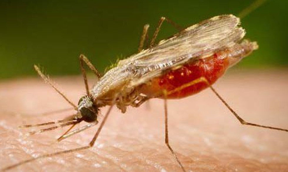 Novo estudo mostra que erradicação da malária será possível até 2050