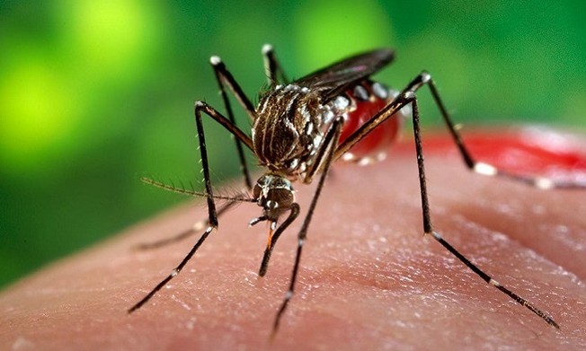 VII Concurso Cultural sobre Aedes aegypti de Franca recebe inscrições até dia 13