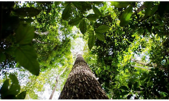 IBGE aponta que valor da produção florestal no Brasil atinge R$ 20,6 bi