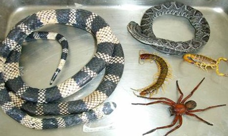 Curso de prevenção a animais peçonhentos é oferecido pela Prefeitura