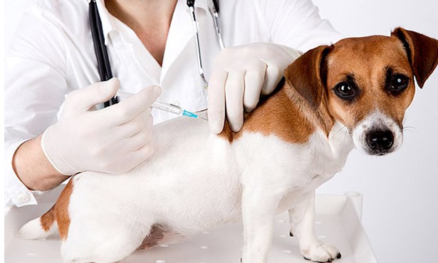 Vacinação contra raiva em cães e gatos começa em Ibiraci; veja calendário