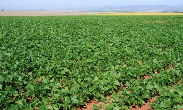 Área plantada de feijão vai subir 8,5% na primeira safra, diz consultoria