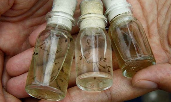Casos de dengue aumentam em Franca: levantamento de densidade larvária é iniciado