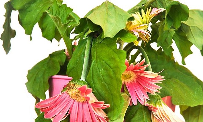 Já recebeu alguém em casa e sua planta secou? Saiba o que isso significa