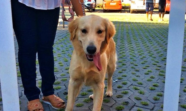 1º Sesi PET, feira para o segmento pet e veterinário acontece dia 09, em Franca