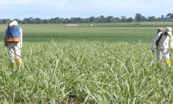 Saiba porquê a produção de alimentos depende tanto de agrotóxicos