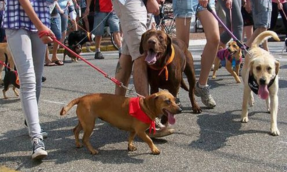 5ª Cãominhada acontece em Franca e recebe inscrições até esta sexta-feira, 18