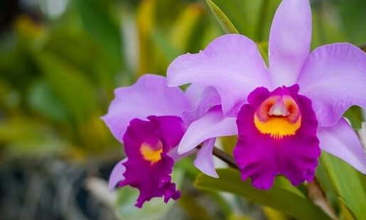 Biólogo ensina como fazer mudas e multiplicar orquídeas em casa