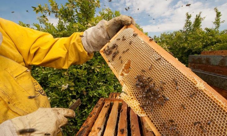 2º Fórum de Apicultura de Franca contará com oficinas e palestras gratuitas