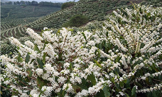 Café: chuvas aliviam lavouras e devem favorecer novas floradas